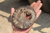 Polished Petrified Wood Slices x 6 From Gokwe, Zimbabwe