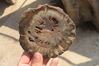 Polished Petrified Wood Slices x 6 From Gokwe, Zimbabwe