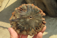 Polished Petrified Wood Slices x 6 From Gokwe, Zimbabwe