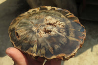 Polished Petrified Wood Slices x 6 From Gokwe, Zimbabwe