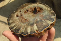 Polished Petrified Wood Slices x 6 From Gokwe, Zimbabwe