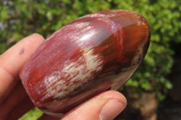 Polished Red Podocarpus Petrified Wood Standing Free Forms x 6 From Madagascar