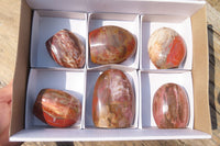 Polished Red Podocarpus Petrified Wood Standing Free Forms x 6 From Madagascar