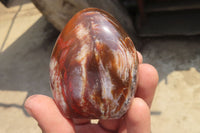 Polished Red Podocarpus Petrified Wood Standing Free Forms x 6 From Madagascar