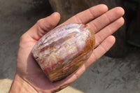 Polished Red Podocarpus Petrified Wood Standing Free Forms x 6 From Madagascar