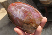 Polished Red Podocarpus Petrified Wood Standing Free Forms x 6 From Madagascar