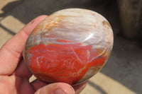 Polished Red Podocarpus Petrified Wood Standing Free Forms x 6 From Madagascar