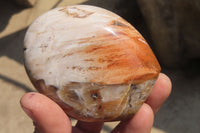 Polished Red Podocarpus Petrified Wood Standing Free Forms x 6 From Madagascar