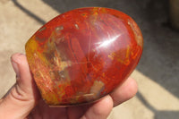 Polished Red Podocarpus Petrified Wood Standing Free Forms x 6 From Madagascar