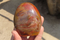 Polished Red Podocarpus Petrified Wood Standing Free Forms x 6 From Madagascar