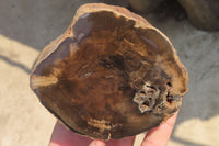 Polished Petrified Wood Branch Pieces x 4 From Gokwe, Zimbabwe