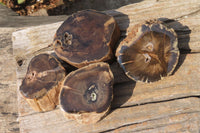 Polished Petrified Wood Branch Pieces x 4 From Gokwe, Zimbabwe