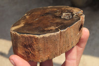 Polished Petrified Wood Branch Pieces x 4 From Gokwe, Zimbabwe