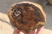 Polished Petrified Wood Branch Pieces x 4 From Gokwe, Zimbabwe