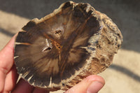 Polished Petrified Wood Branch Pieces x 4 From Gokwe, Zimbabwe