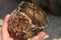 Polished Petrified Wood Branch Pieces x 4 From Gokwe, Zimbabwe