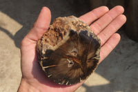 Polished Petrified Wood Branch Pieces x 4 From Gokwe, Zimbabwe