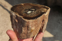 Polished Petrified Wood Branch Pieces x 4 From Gokwe, Zimbabwe