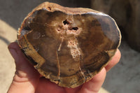 Polished Petrified Wood Branch Pieces x 4 From Gokwe, Zimbabwe