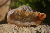 Polished Sashe River Agate Nodules x 4 From Zimbabwe