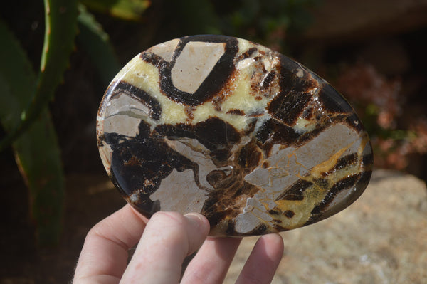 Polished Septerye Slices x 4 Mahajanga, Madagascar