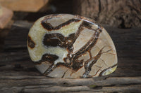 Polished Septerye Slices x 4 Mahajanga, Madagascar