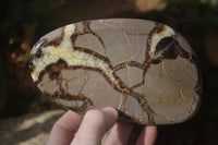 Polished Septerye Slices x 4 Mahajanga, Madagascar