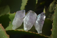 Natural Jacaranda Amethyst Single Crystals x 42 From Mumbwa, Zambia