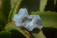 Natural Etched Blue Chalcedony Specimens x 35 From Nsanje, Malawi