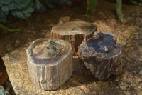 Polished Petrified Wood Branch Pieces x 3 From Gokwe, Zimbabwe