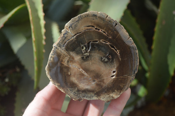 Polished Petrified Wood Branch Pieces x 3 From Gokwe, Zimbabwe