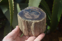 Polished Petrified Wood Branch Pieces x 3 From Gokwe, Zimbabwe