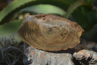 Polished Petrified Wood Branch Pieces x 3 From Gokwe, Zimbabwe