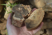 Polished Petrified Wood Branch Pieces x 3 From Gokwe, Zimbabwe