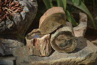 Polished Petrified Wood Branch Pieces x 3 From Gokwe, Zimbabwe