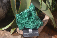 Natural Silky Malachite Specimen x 1 From Kasompe, Congo