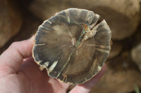 Polished Petrified Wood Branch Pieces x 2 From Gokwe, Zimbabwe