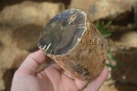 Polished Petrified Wood Branch Pieces x 2 From Gokwe, Zimbabwe