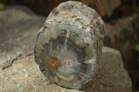 Polished Petrified Wood Branch Pieces x 2 From Gokwe, Zimbabwe