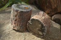 Polished Petrified Wood Branch Pieces x 2 From Gokwe, Zimbabwe