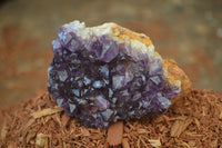 Natural Amethystos Amethyst Plates x 12 From Kwaggafontein, South Africa