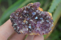 Natural Amethystos Amethyst Plates x 12 From Kwaggafontein, South Africa