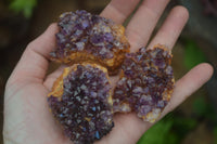 Natural Amethystos Amethyst Plates x 12 From Kwaggafontein, South Africa