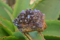 Natural Amethystos Amethyst Plates x 24 From Kwaggafontein, South Africa