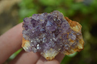 Natural Amethystos Amethyst Plates x 24 From Kwaggafontein, South Africa