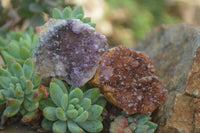 Natural Amethystos Amethyst Plates x 24 From Kwaggafontein, South Africa