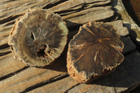 Polished Petrified Wood Branch Pieces x 3 From Gokwe, Zimbabwe