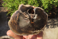 Polished Petrified Wood Branch Pieces x 3 From Gokwe, Zimbabwe