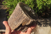 Polished Petrified Wood Branch Pieces x 3 From Gokwe, Zimbabwe