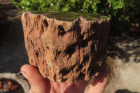 Polished Petrified Wood Branch Pieces x 3 From Gokwe, Zimbabwe